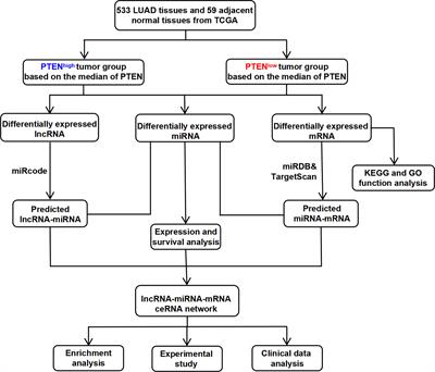 Comprehensive analysis to identify a novel PTEN-associated ceRNA regulatory network as a prognostic biomarker for lung adenocarcinoma